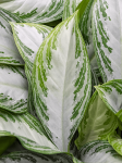 Aglaonema Silver Bay