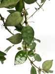 Hoya krohniana 
