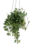 Hoya krohniana M