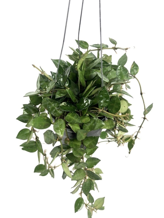 Hoya krohniana M