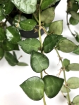 Hoya krohniana M