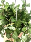 Hoya krohniana M