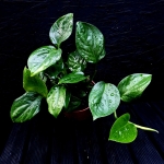 Monstera acuminata