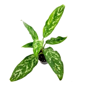  Aglaonema Green Lady