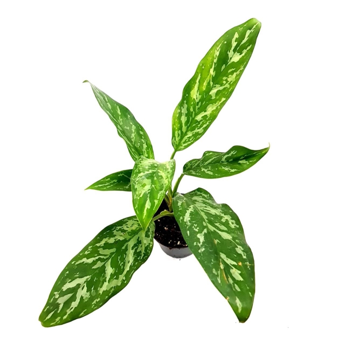 Aglaonema green lady - M