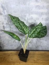 Aglaonema 'Peacock'