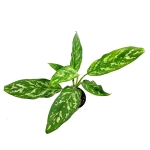 Aglaonema green lady - M