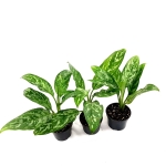 Aglaonema green lady - przykładowe sadzonki M