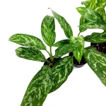Aglaonema green lady - M
