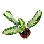 Aglaonema Jubilee Compacta M