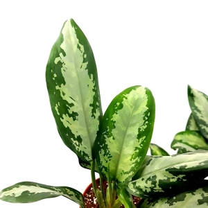 Aglaonema Jubilee Compacta