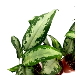 Aglaonema Jubilee Compacta M