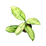 Aglaonema Maria Christina M