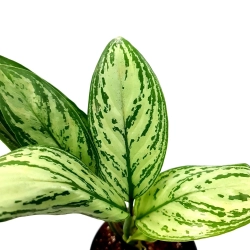 Aglaonema Maria Christina
