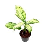 Aglaonema Maria Christina M
