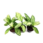 Aglaonema Maria Christina M