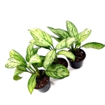 Aglaonema Maria Christina M