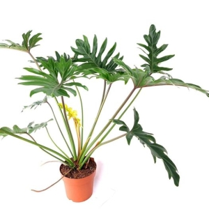 Philodendron xanadu giant