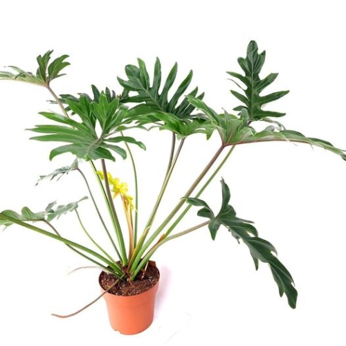Philodendron xanadu giant