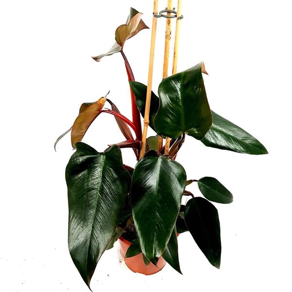 Philodendron Red Emerald - matecznik
