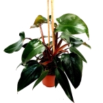 Philodendron Red Emerald - matecznik