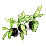 Aglaonema "Silver Queen" M