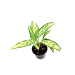 Aglaonema "Silver Queen" M