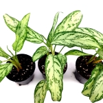 Aglaonema "Silver Queen" M