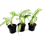 Aglaonema "Silver Queen" M
