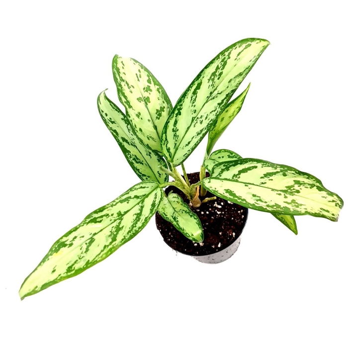 Aglaonema "Silver Queen" M