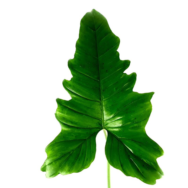 Philodendron Green Dragon - cięty węzeł - przykładowa sadzonka