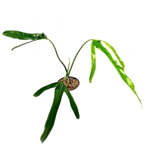 Philodendron polaorense