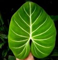Philodendron gloriosum
