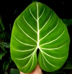 Philodendron gloriosum