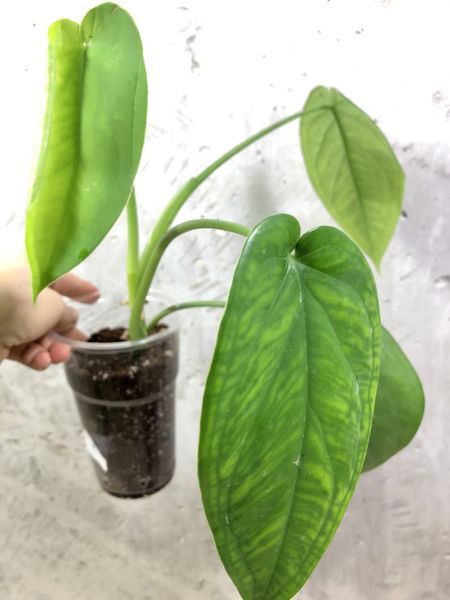 159. Syngonium Macrophyllum Dark Night