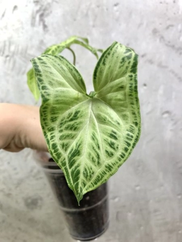 Syngonium Golden Venation