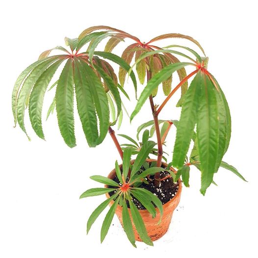 Begonia luxurians