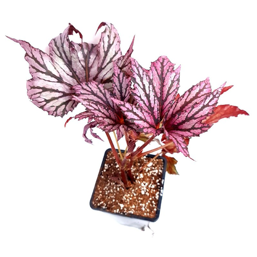 Begonia benitochiba