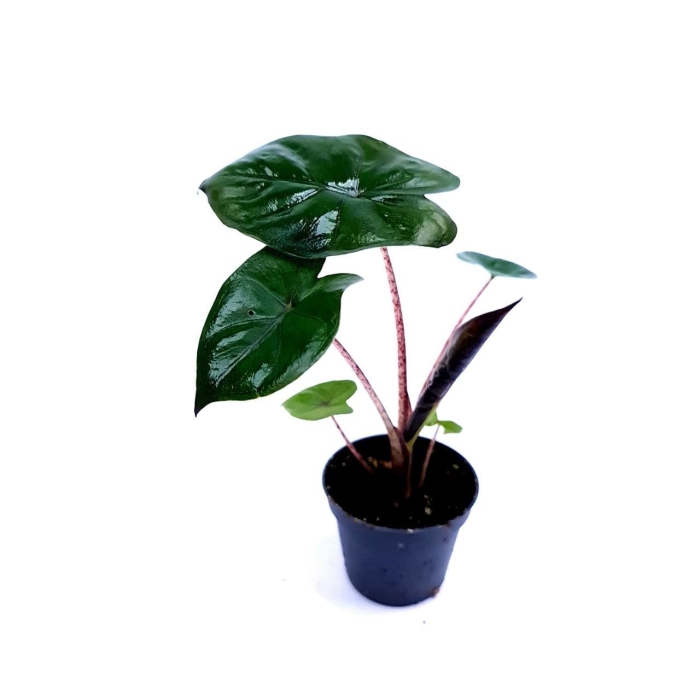 Alocasia Yucatan Princess - S