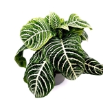 Aphelandra squarrosa 'Dania'  M