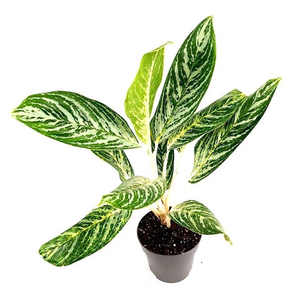  Aglaonema Golden Madonna