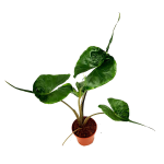 Alocasia stingray L