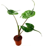 Alocasia stingray L