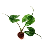 Alocasia stingray L