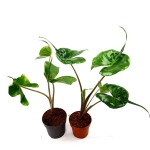 Alocasia stingray L