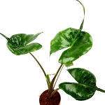 Alocasia stingray L