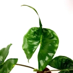 Alocasia stingray - liść