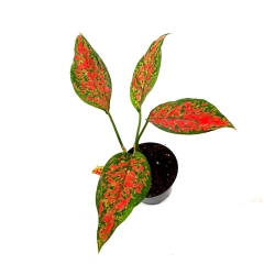Aglaonema Anyamanee Red
