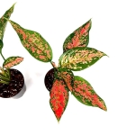 Aglaonema Anyamanee Red M