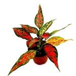 Aglaonema Anyamanee Red - dorosła roślina